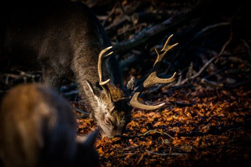 roe deer hirsch red deer