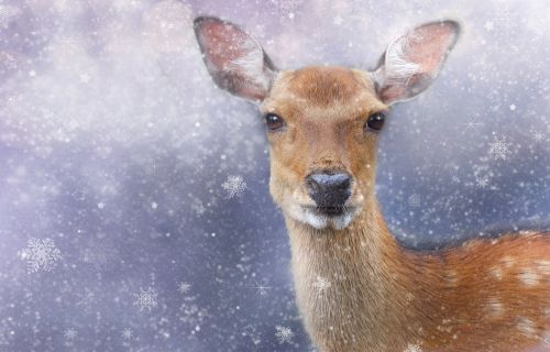 roe deer winter wintry