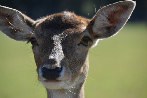 roe deer wild nature