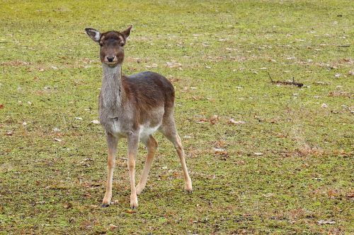 roe deer forest fallow deer