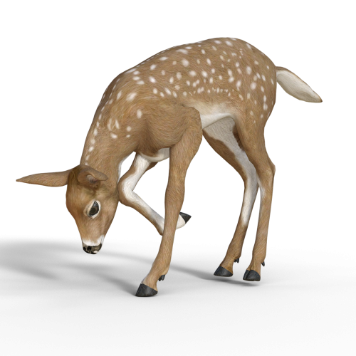 roe deer bambi kitz