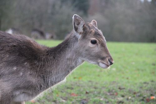 roe deer from the side kitz