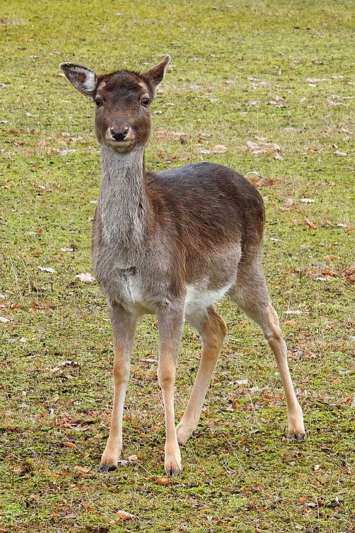 roe deer meadow animal