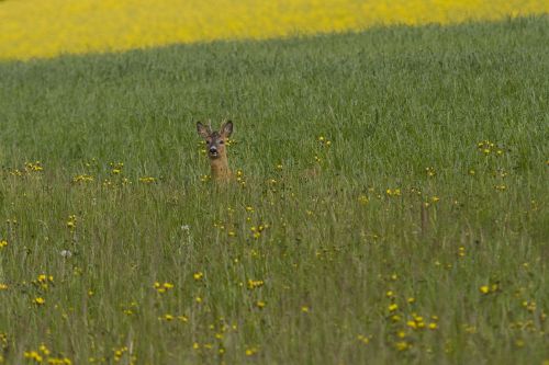 roe deer wild animal nature