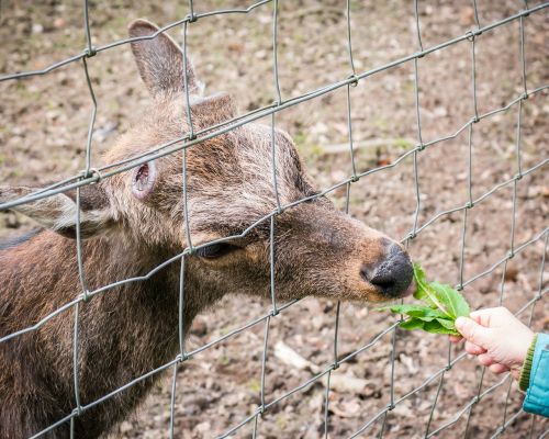 roe deer feed eat