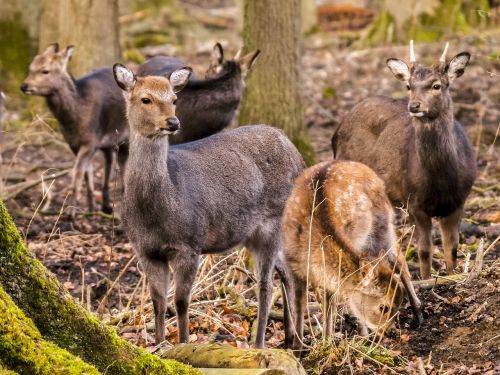 roe deer animal saw animal