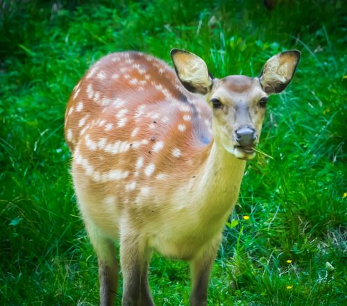 roe deer wild painting