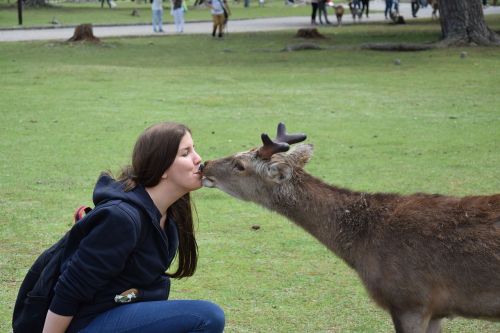 roe deer kiss woman