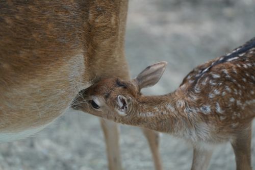 roe deer suckle cute