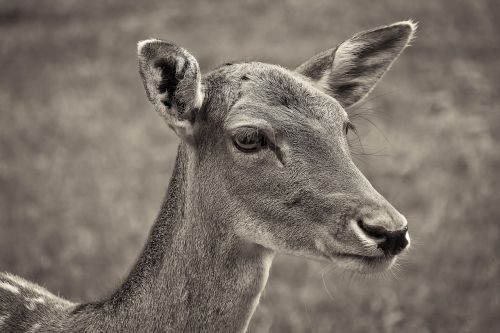 roe deer animal wild