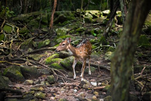 roe deer forest fawn