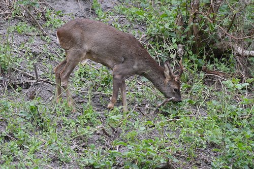 roe deer  nature  animal world