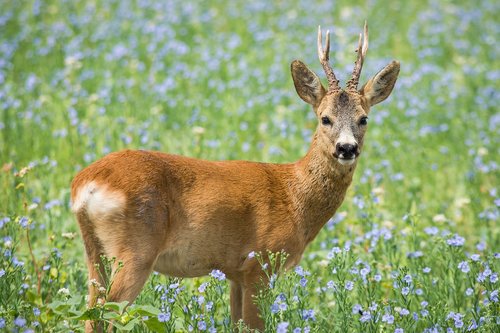 roe deer  meadow  wild animal