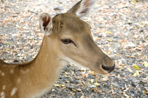 roe deer  forest  nature