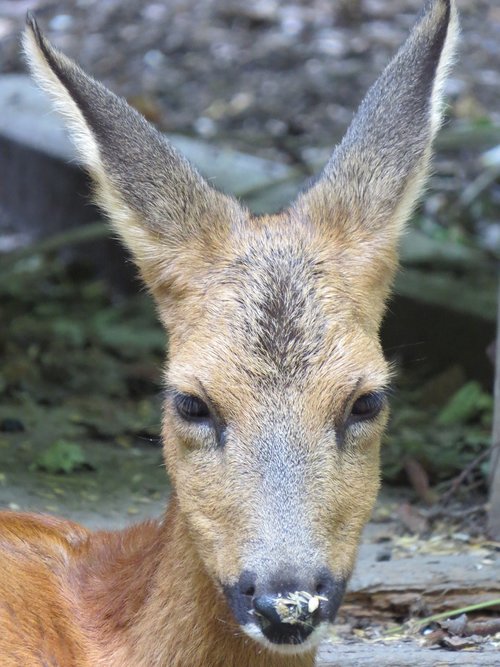 roe deer  portrait  wildlife park