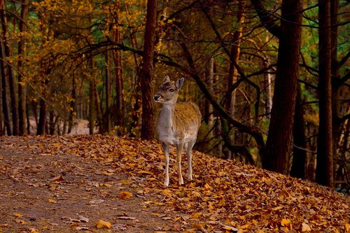 roe deer  autumn  wild