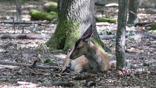 roe deer  forest  rest