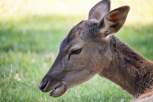 roe deer  fallow deer  mammal