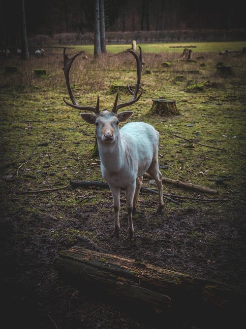 roe deer  landscape  nature