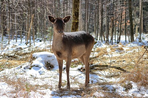 roe deer  forest  nature