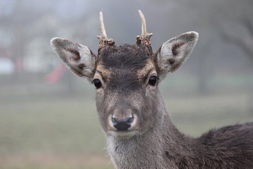 roe deer  fallow deer  antler