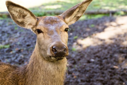 roe deer  close up  animal