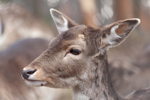 roe deer  fallow deer  wild