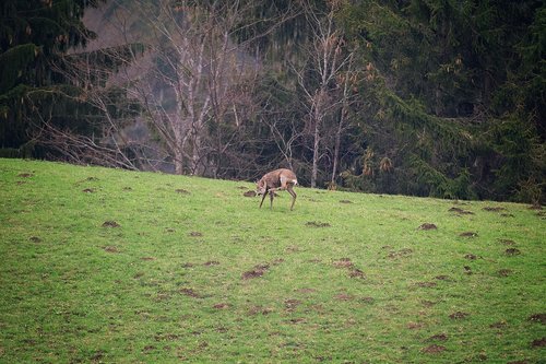 roe deer  wild  red deer