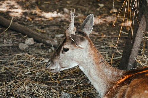 roe deer  concerns  nature