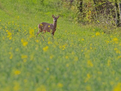 roe deer  wild animal  freilebend