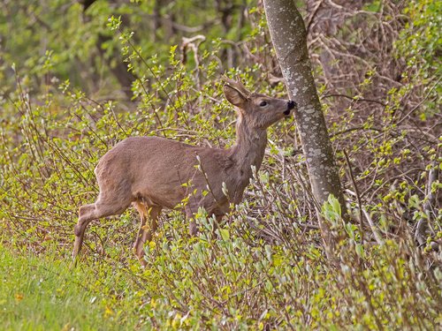 roe deer  wild animal  freilebend