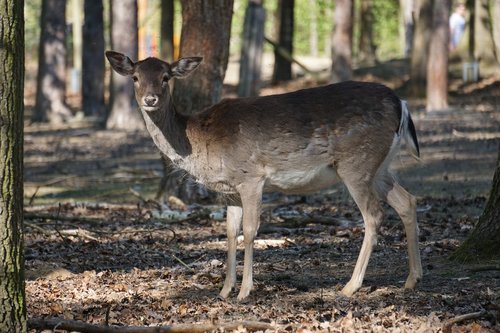 roe deer  forest  nature