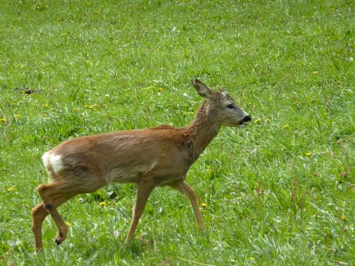 roe deer wild scheu