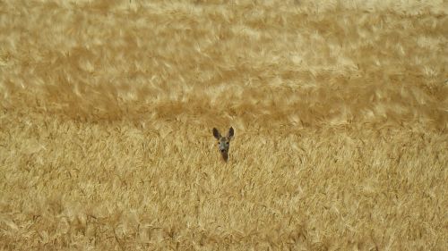 roe deer hidden cornfield