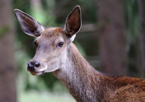 roe deer  forest  red deer