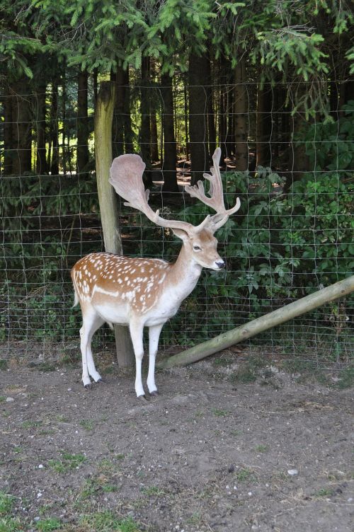 roe deer hirsch wild