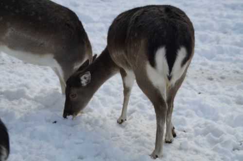 roe deer fallow deer wild