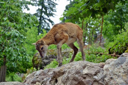 roe deer kitz wild