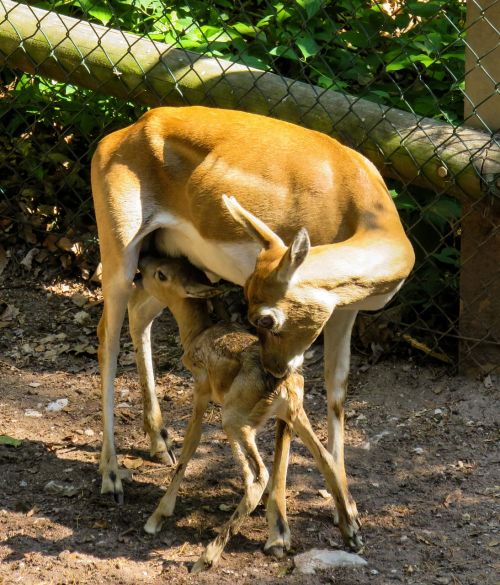 roe deer kitz young