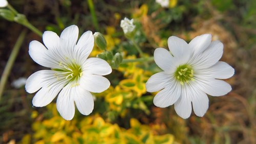 rogownica field  flowers  spring