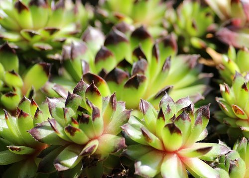 rojnik  outlet  succulent