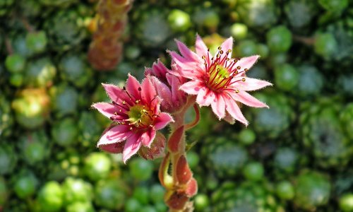 rojnik  flowers  macro