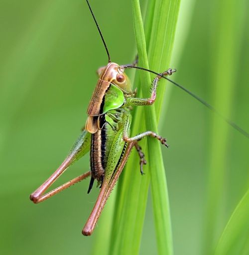 insect nature live