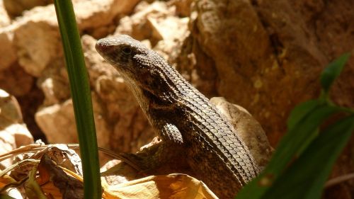 roll tail iguana reptile animal