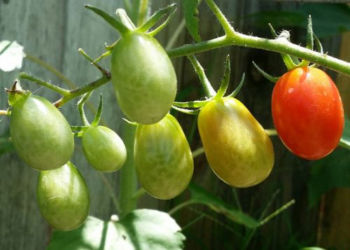 roma tomatoes fresh organic