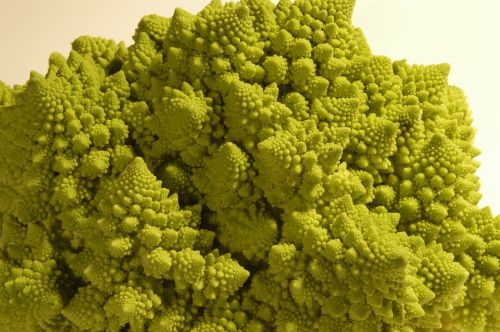 romanesco broccoli green roman cabbage