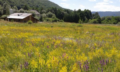 romania flowers landscape flowers hill