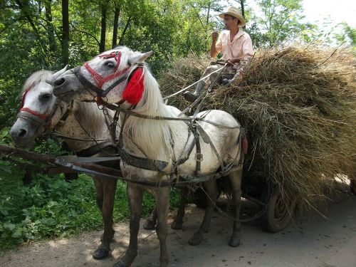 romania horses cart