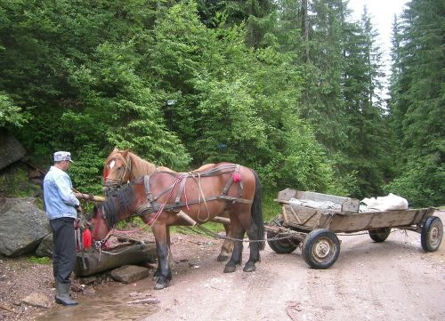 romania horses cart