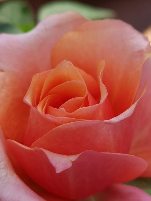 romantic  dream  rose